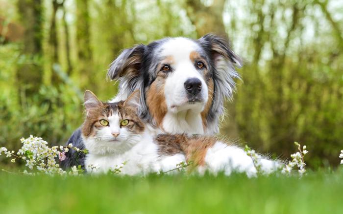 Animais de estimação em condomínio: O que pode ou não?